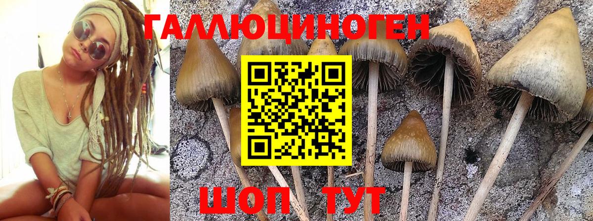 Псилоцибиновые грибы Psilocybine cubensis Новомосковск